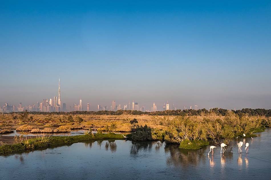Ras Al Khor Wildlife Sanctuary